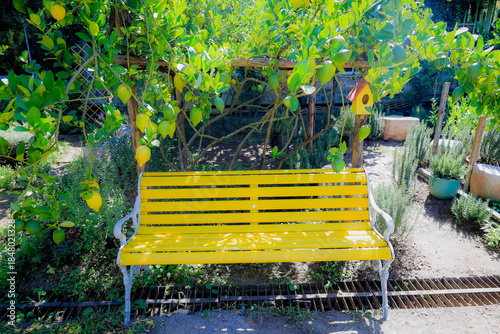 A bright yellow bench sits peacefully in a lemon farm.