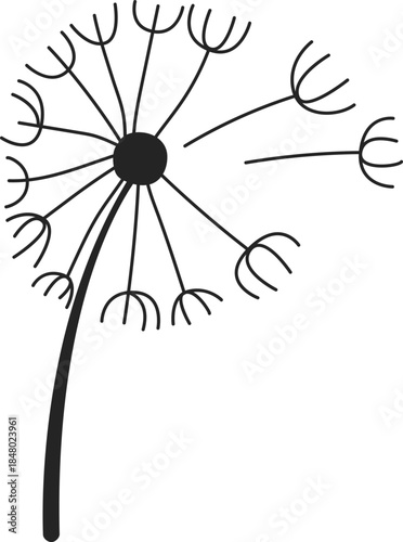 Dandelion seed head with seeds dispersing in wind