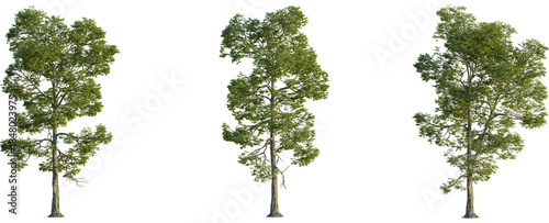 Photos Carya ovalis tree front view, elevation, cutout, 4K PNG, isolate, Three tall tre