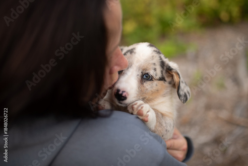 Fotografia A person is holding a small, spotted Merle Welsh Corgi Cardigan puppy