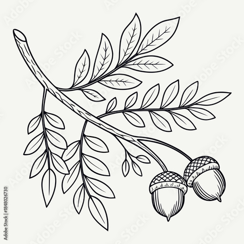 Branch with acorns and leaves