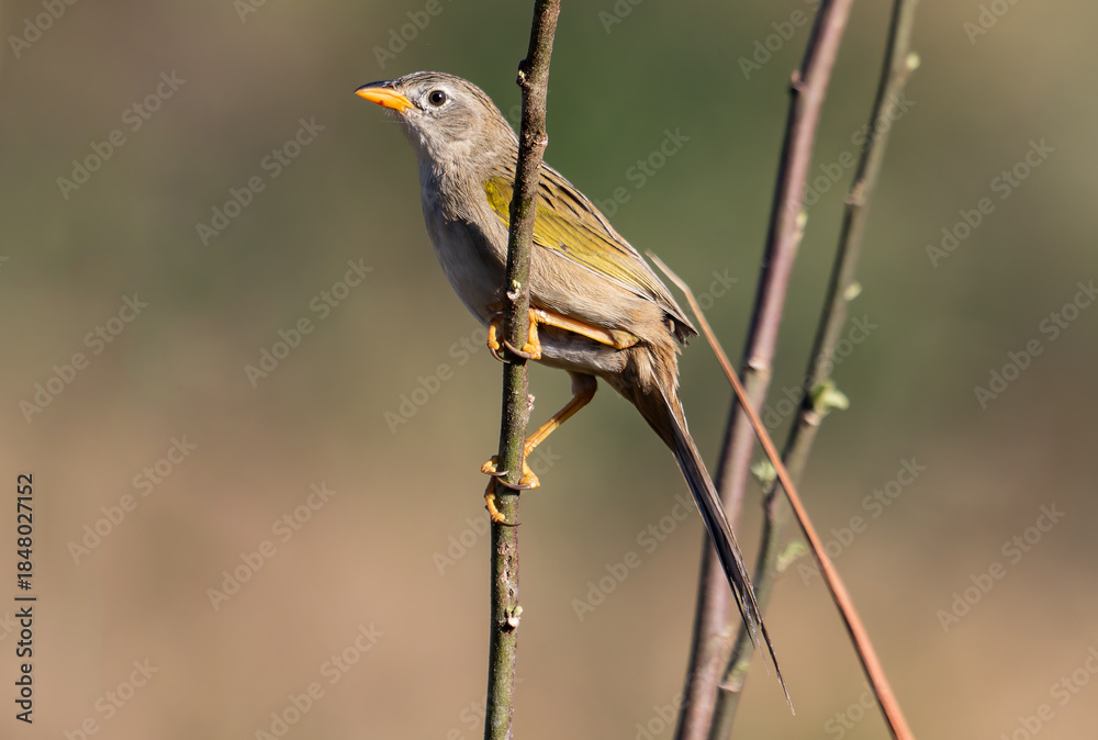 Fototapeta premium Bird with Long Tail on Twig