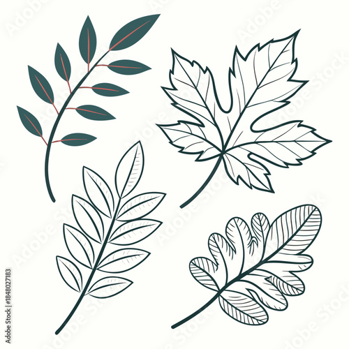 Illustrations of diverse leaves