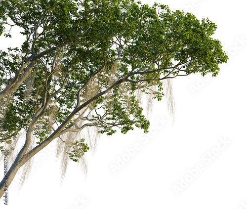Vászonkép Fraxinus caroliniana tree, corner view, cutout, 4k PNG, isolate, Tree branch wit