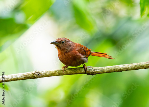 Reddish Bird on Branch