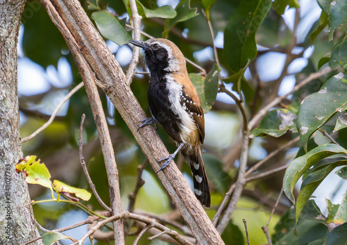 Brown and Black Bird on Tree