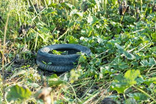 A tire from a car wheel is in the bushes by the river on a summer day
