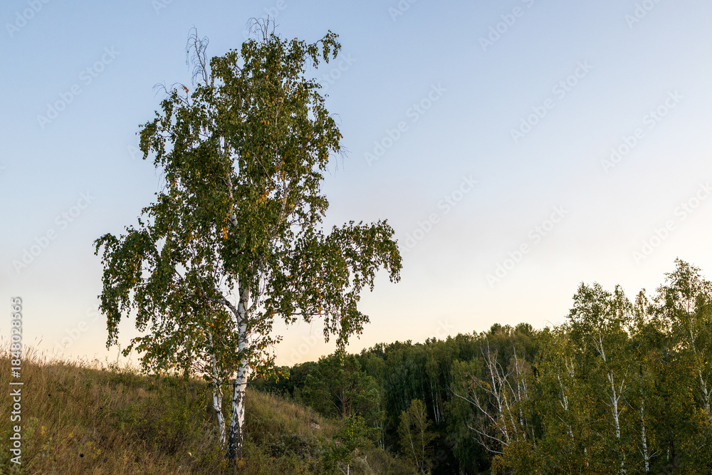 Obraz premium a tree against a blue sky and grass