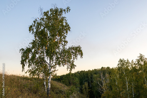 a tree against a blue sky and grass