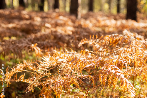 A field of dried up grass with a few brown leaves scattered around