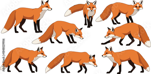 Red Fox Animal Vector Illustration Set Showing Different Walking Standing and Hunting Poses for Wildlife Nature Education and Cartoon Character Design