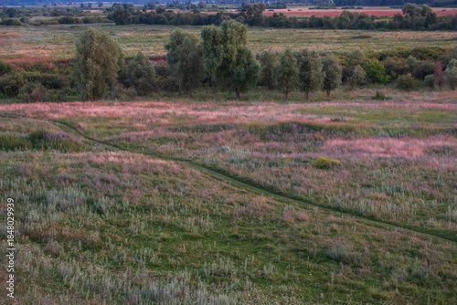 A field of grass with a path through it