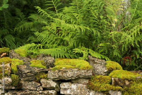 Moss-covered stone wall with lush green ferns in a forest 