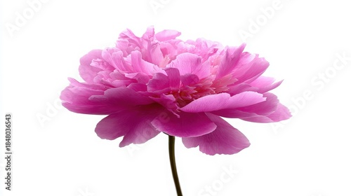 Single Pink Peony Flower Head Isolated on White Background