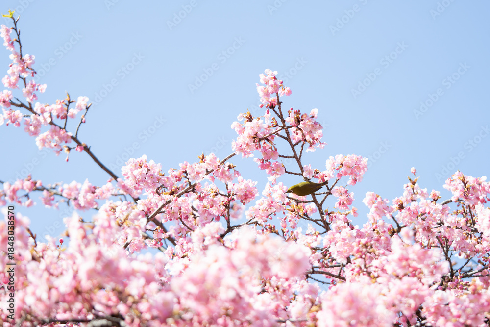 Obraz premium 満開の河津桜とその蜜を吸いにやってきたメジロ