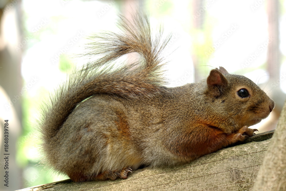 Fototapeta premium Squirrel Resting on a Tree Branch