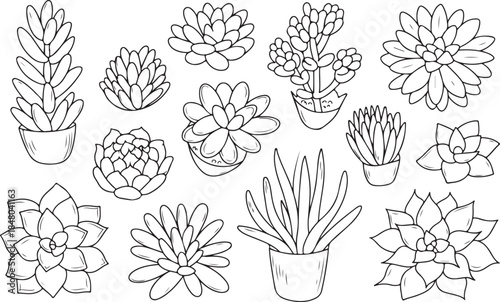 Collection of hand-drawn succulent plants in pots illustration isolated on white background vector