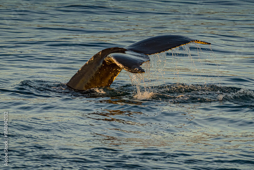 Humpback tail before diving with water falling off the fins