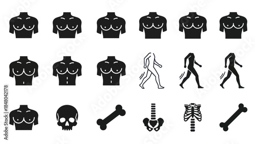 Human anatomy illustrations diverse torso depictions skeletal and walking figures