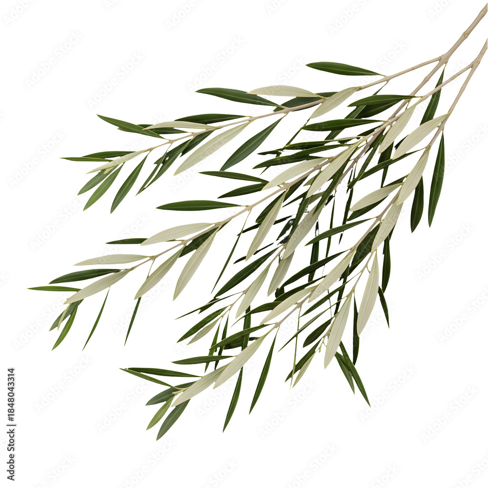 Naklejka premium Fresh Olive Tree Branch with Green Leaves Isolated on White or Transparent Background