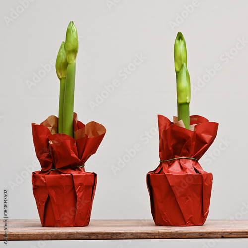 two potted amaryllis plants stands on a wooden shelf against a soft, neutral background
