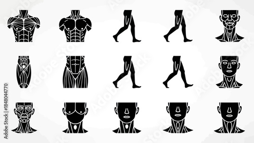 Human anatomy illustrations muscle groups torso legs and facial structures