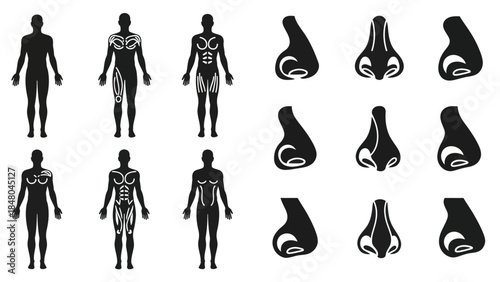Billede på lærred Human anatomy illustrations showing silhouettes of body and facial features