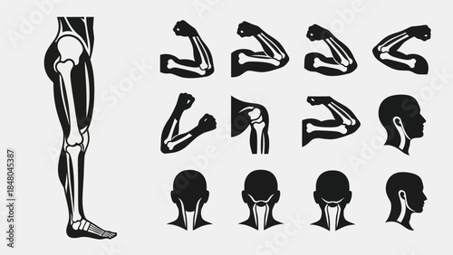 Human anatomy illustrations showing skeletal structure and musculature in vector format