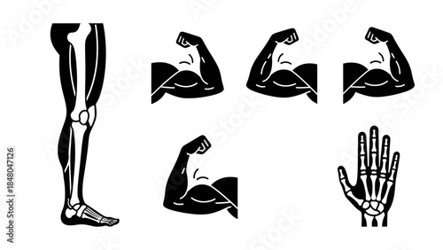 Human anatomy illustrations skeletal structure muscles and limb diagrams