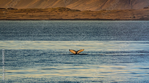 A Humpback whale tail visible before diving