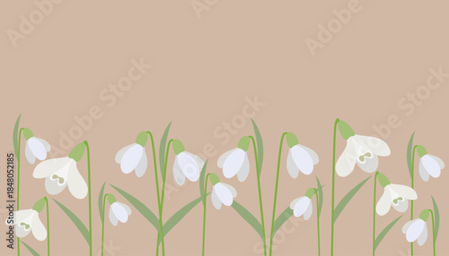  Elegant illustration of white snowdrop flowers on a soft beige background. The detailed depiction of the blossoms captures the delicate beauty and simplicity of these early spring flowers.