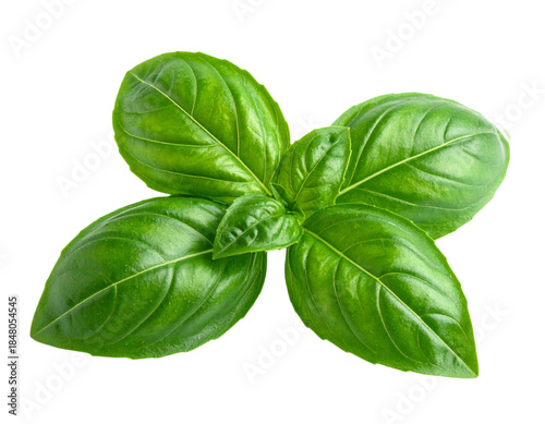 Fresh Green Basil Leaves Isolated.