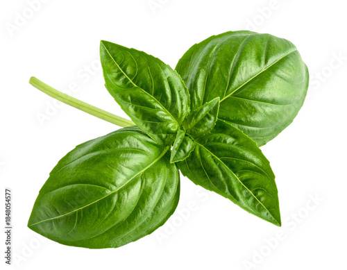 Fresh Green Basil Leaves on Stem.