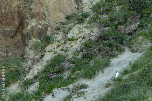 View of rugged cliffs meet soft, sandy slopes adorned with vibrant greenery and a single penguin, creating a haven for wildlife, Dunedin, Otago Region, New Zealand.