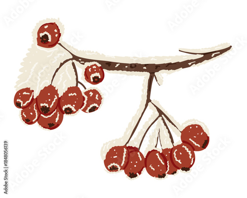Winter branch with clusters of red rowan berries covered in snow. Concept of frozen nature, seasonal still life and cold beauty in the wild