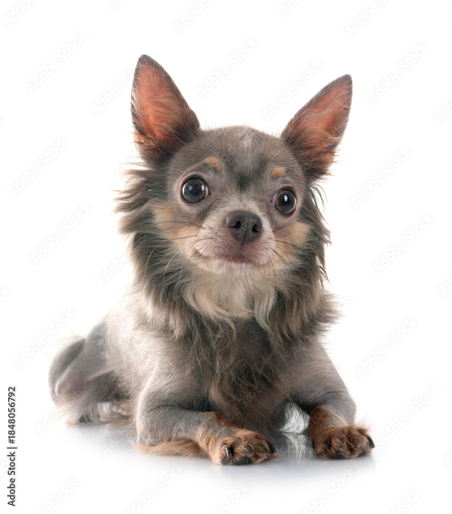 Obraz premium chihuahua in studio