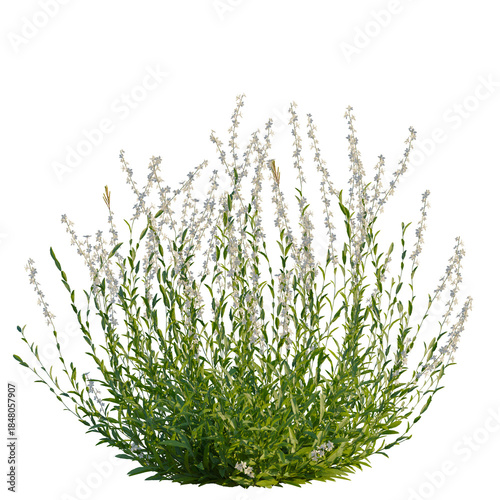 Gaura lindheimeri tree, front view, cutout, 4k png transparent, isolate on white background, Flowering bush, floral arrangement, botanical elements, vibrant bloom