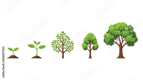 Illustrative depiction of a tree's life cycle, showcasing its growth from a seedling to a fully mature tree with lush foliage.
