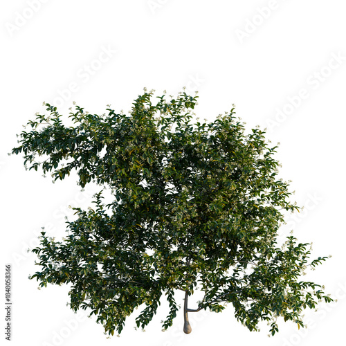 Trachelospermum jasminoides tree, front view, cutout, 4k png transparent, isolate on white background, Flowering tree branch, botanical element, natural flora