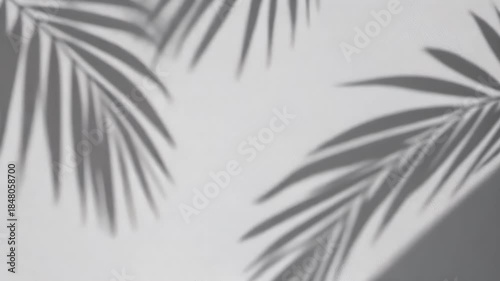 Palm Leaf Shadows on White Surface Minimalist Background.