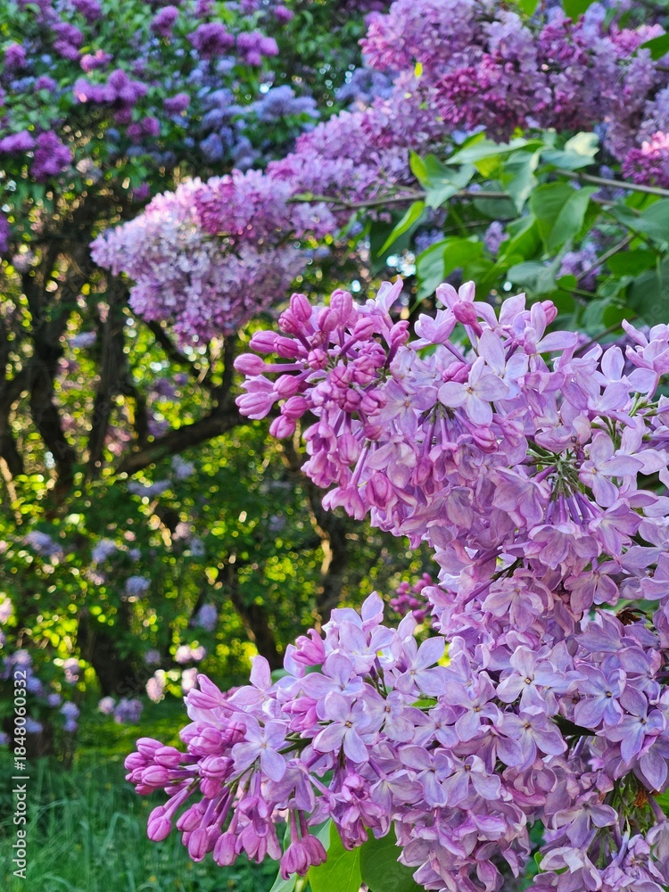 Obraz premium Purple flower bush with purple lilac flowers. The flowers are in full bloom. The bush is surrounded by green leaves