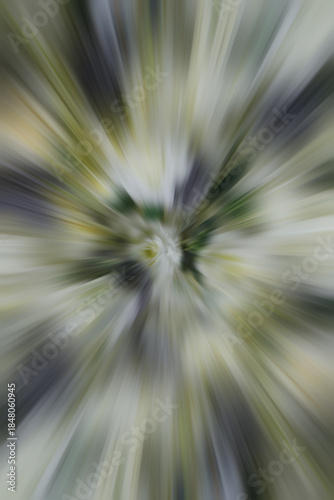 abstract beautiful gaussian and radial blur white and yellow roses flowers and black flowers on green leaves background, decor, nature, fashion, love, valentine, gift, copy space