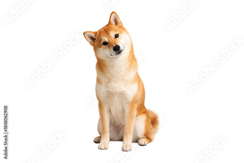 фотографія Shiba Inu dog sitting calmly in a full body view, isolated on a clean white background