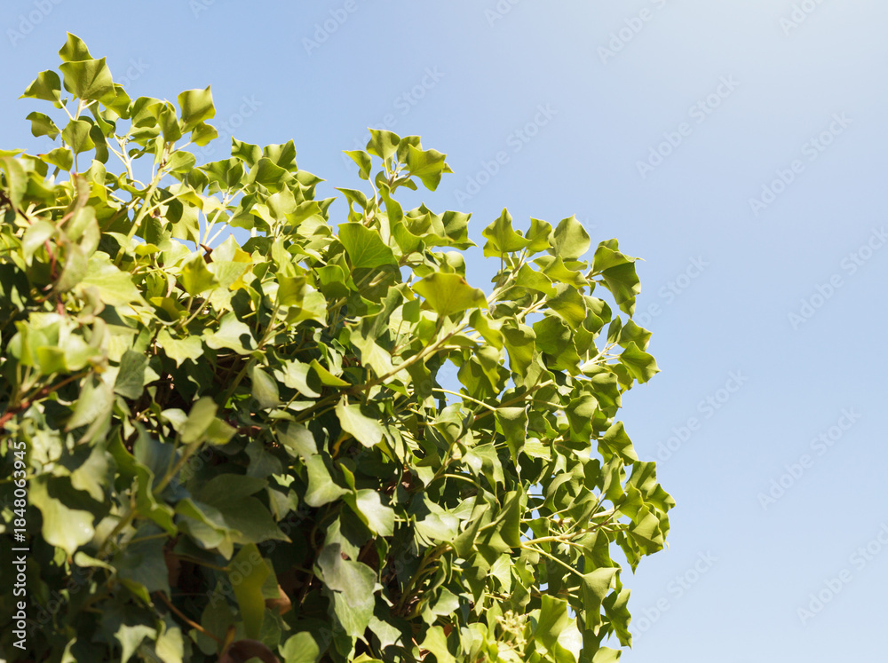 Obraz premium lush foliage of ivy vines