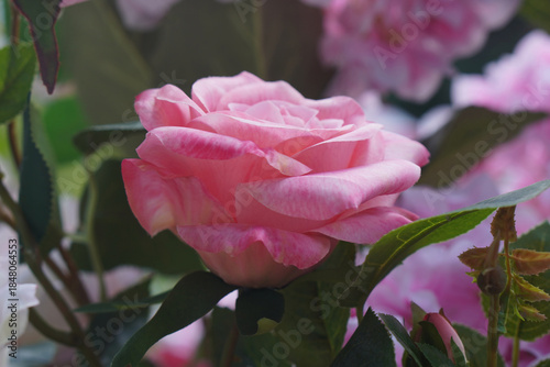 side view beautiful pink rose in the rose garden background, nature, love, valentine, copy space
