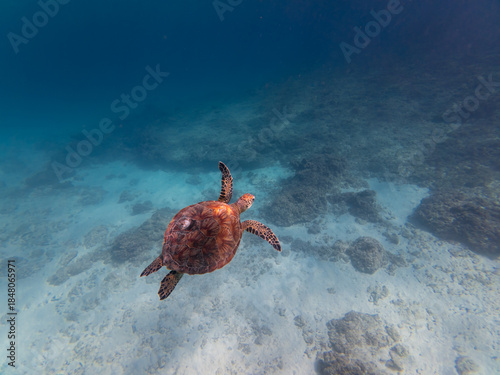 sea turtle swimming through a coral reef