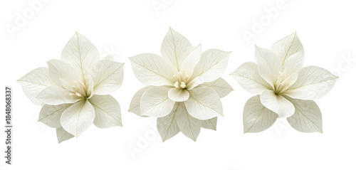 Three White Poinsettia Flowers Isolated on White Background