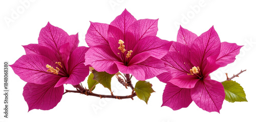 Vibrant Magenta Bougainvillea Flowers Tropical Bracts Vector Illustration Isolated