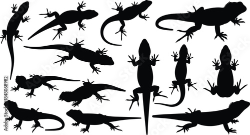 Lizard and gecko silhouette collection showing multiple poses, crawling movements, reptile anatomy, wildlife shapes, and exotic animal illustration set