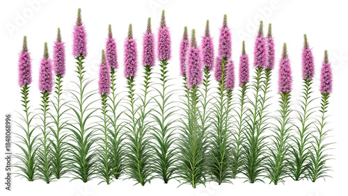 Dense Blazing Star Gayfeather Wildflowers Vector Graphic on White Background